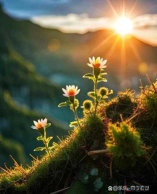 秘密花园 base.apk 安装包：探索未知的奇幻世界