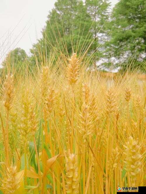特黄高清，之美