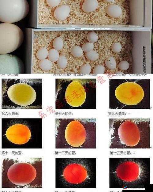 博德之门3揭秘:枭熊蛋能否孵化与孵化全过程详解