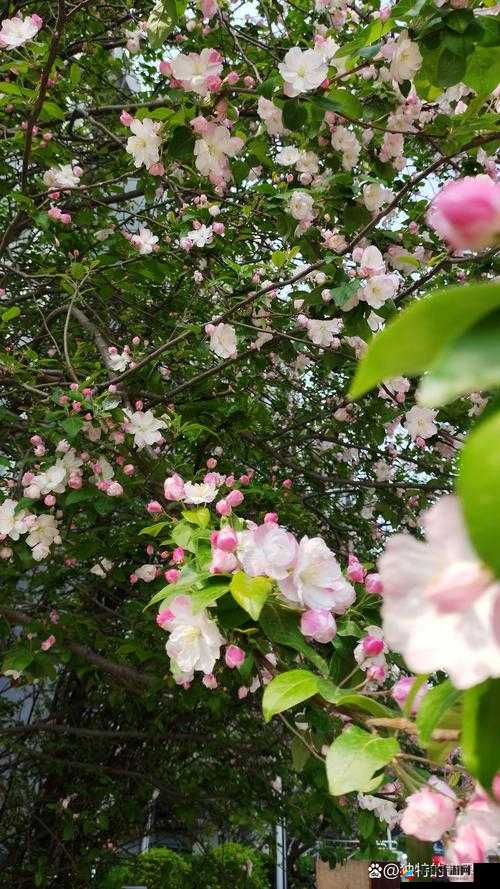 老王头的春天林初晴最火的一句:春天花会开鸟儿自由自在