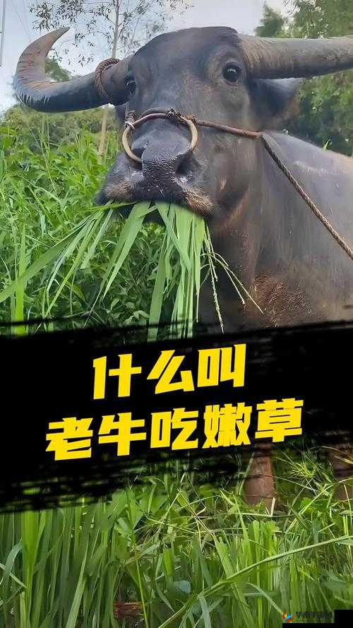 老牛嫩草一二三产品区别详细剖析