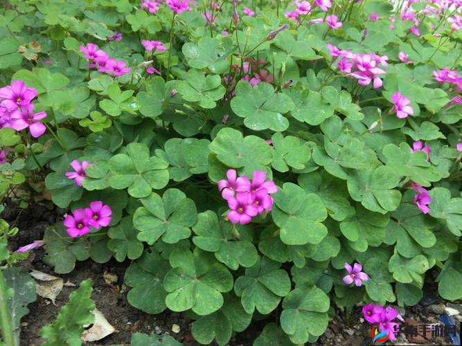 三叶草gy4419：独特的植物品种