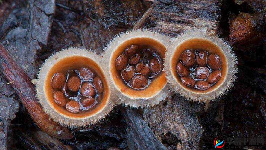 XAXWAS3XXXXXL 蘑菇：神秘的存在