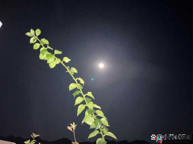 疼痛之轮 WHEEL OF PAIN：恐怖的刑具