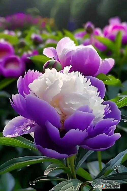 呦香 8 黝黝狖呦香 8：独特的神秘组合