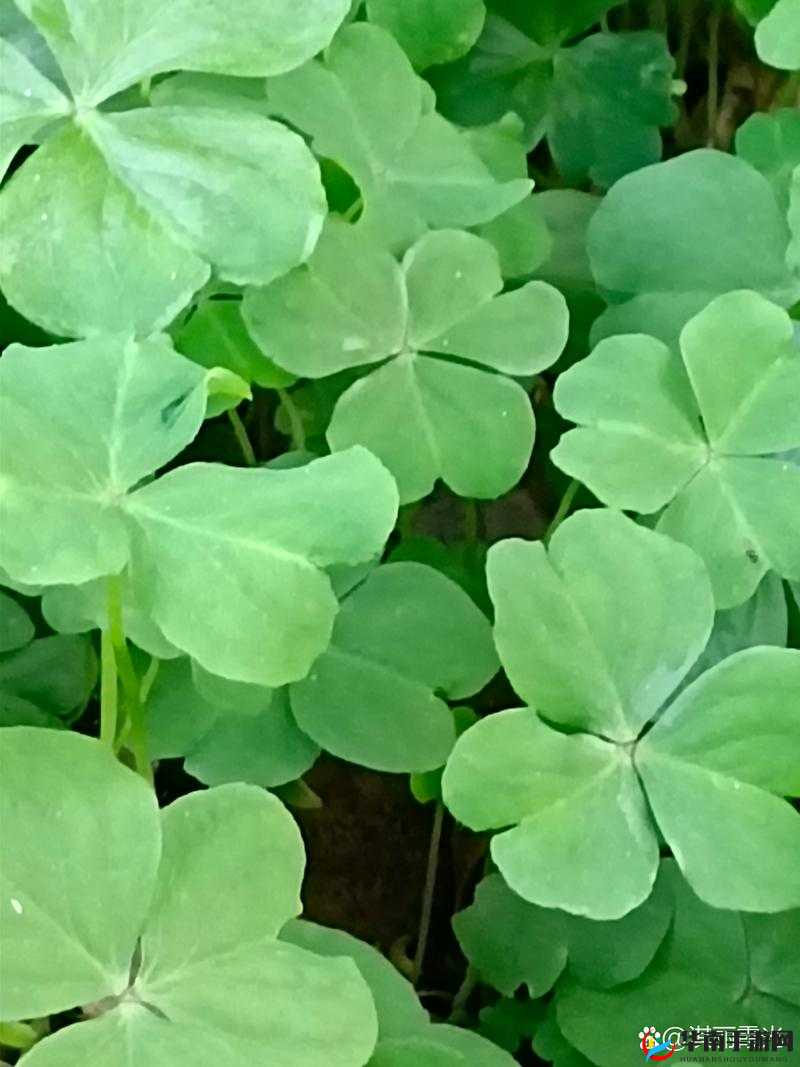 gy6793 三叶草：探索未知的奇幻之旅