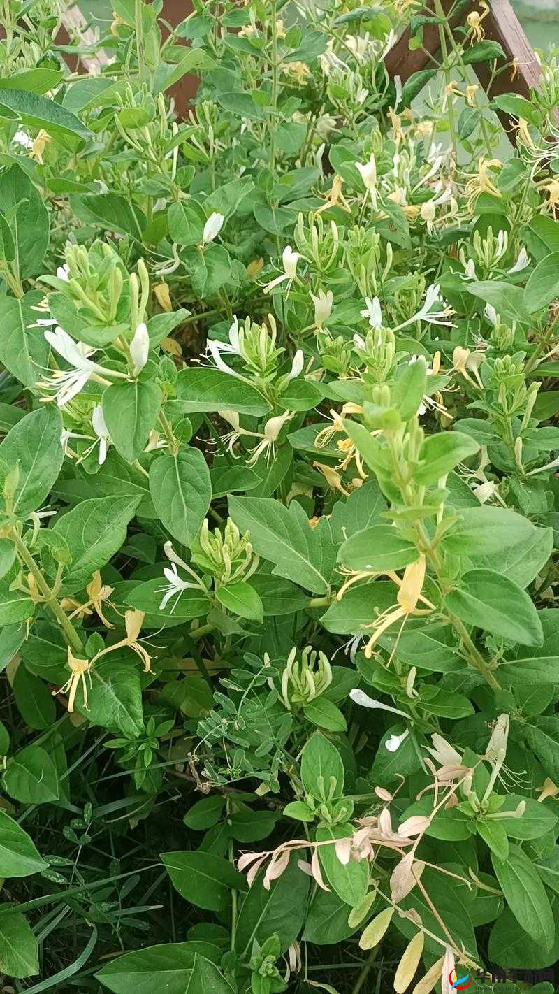 双蛇难入金银花：探秘神秘奇境