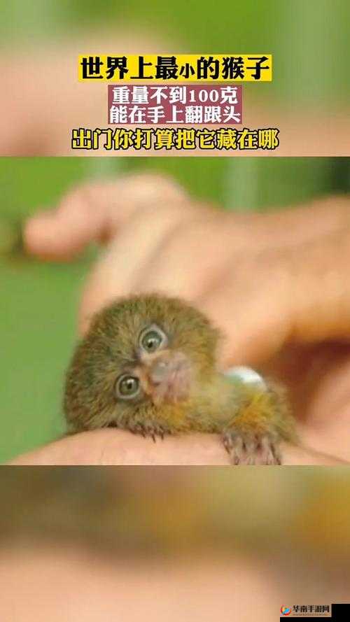 打牌克生猴子视频大全精彩合集