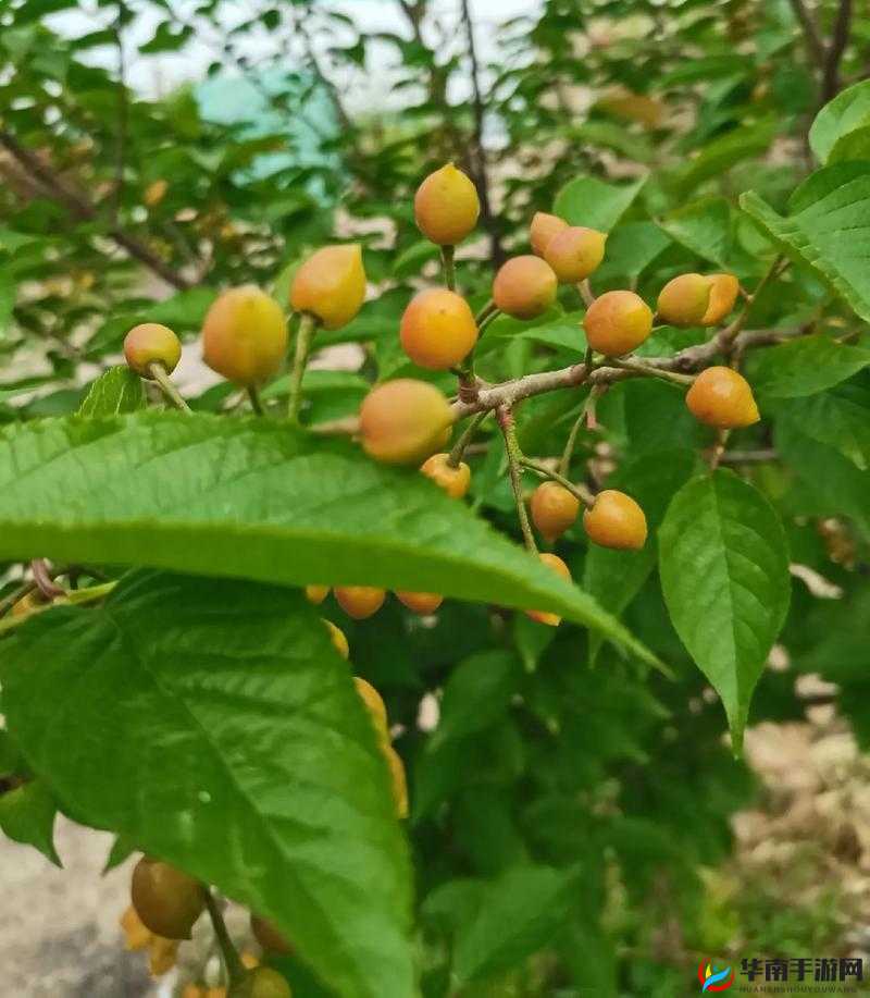 樱桃小视频：记录精彩生活瞬间