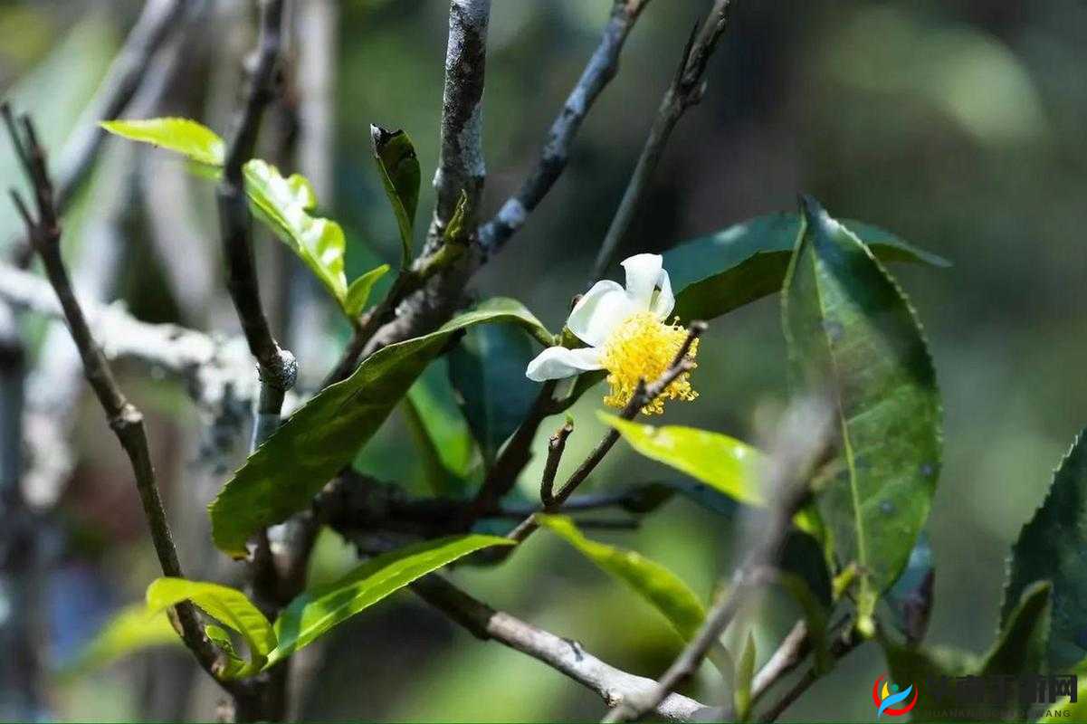 《小仙看招：独家爆料——力士震撼造型首次曝光全解析》