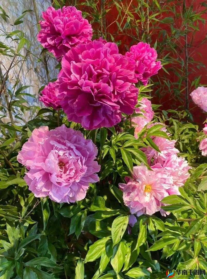 香软玉滑 LVL 芍药：天生丽质，美不胜收