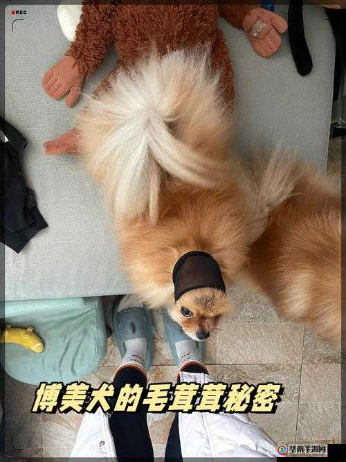 中国老太大：揭示她毛茸茸的秘密