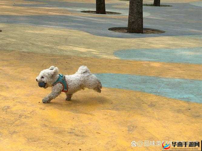 全免费 A 级毛片免费看表情包桃豆：释放激情的视觉盛宴