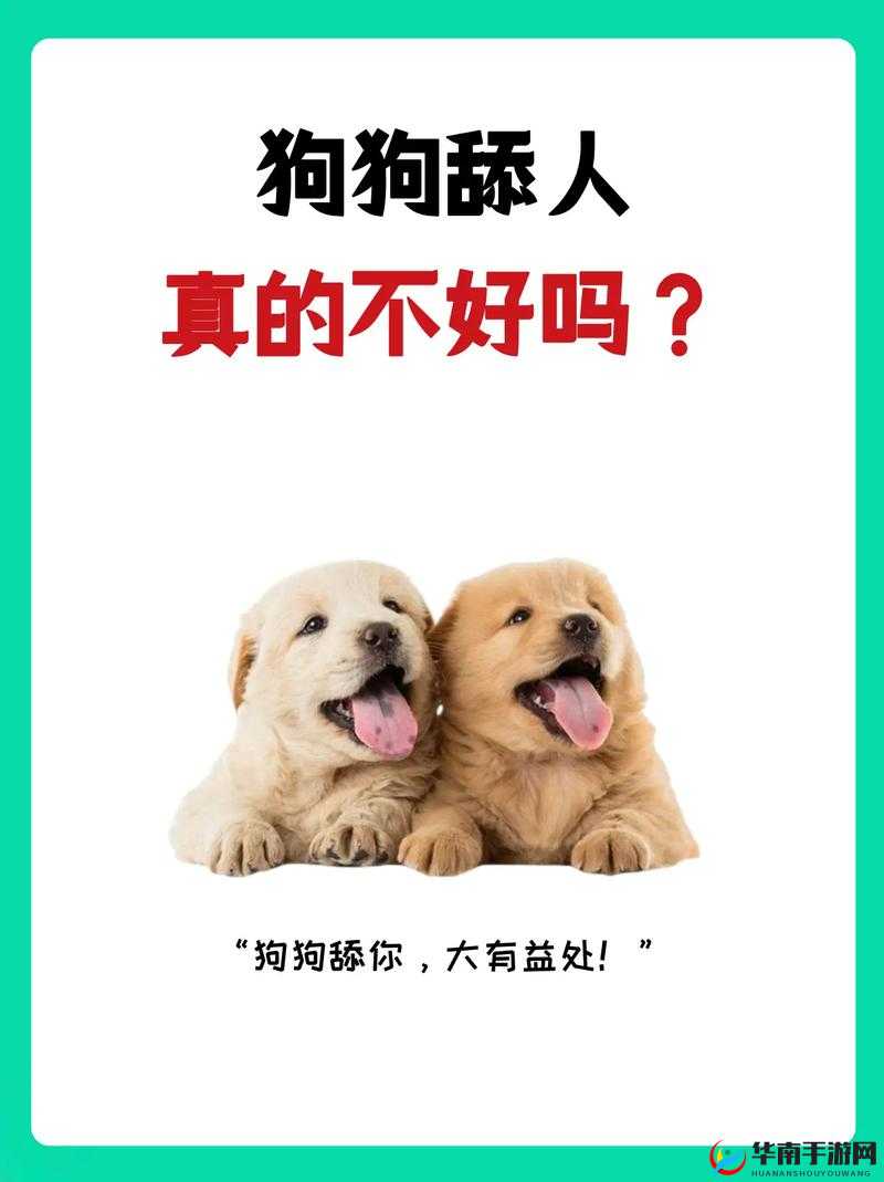 啊~你他妈别舔了：舔狗的极致追求