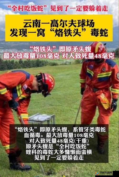 云南腾冲发现一窝烙铁头：生态保护的重要信号