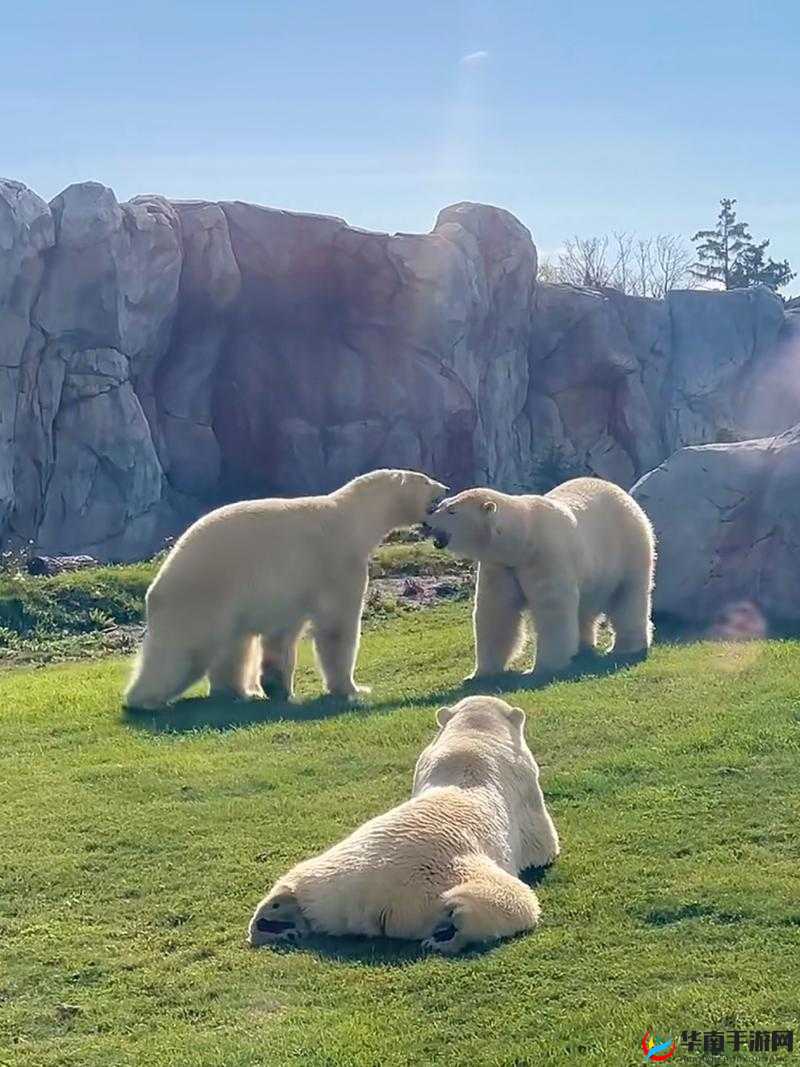 疯狂动物园：轻松拿下北极熊的详细抓捕指南
