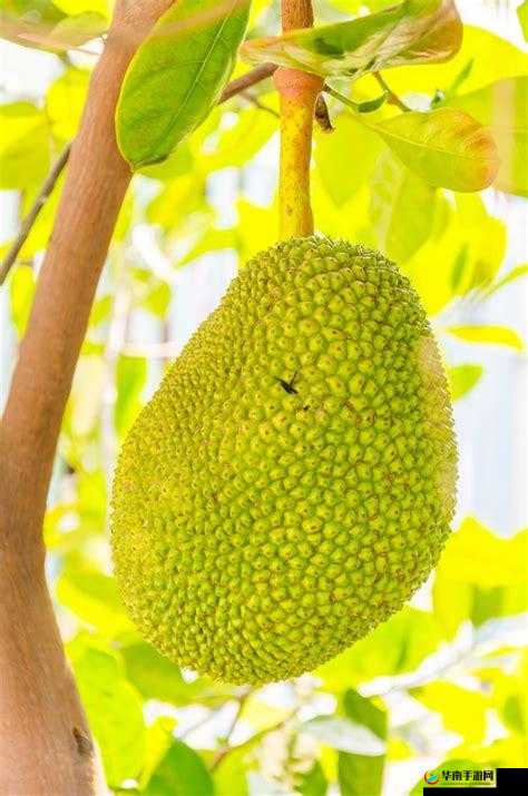 菠萝菠萝蜜视频高清播放在线：甜蜜之旅，畅享视觉盛宴