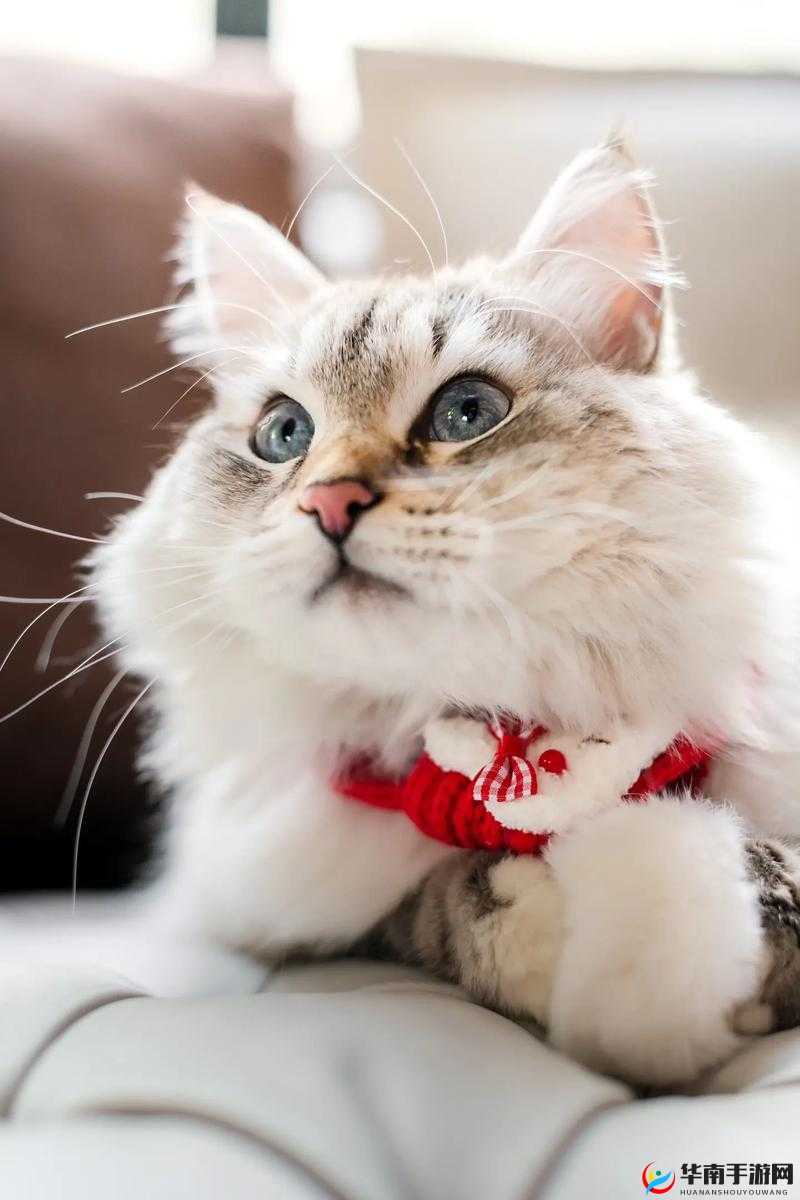 猫咪后院：轻松收养各种喵星人的速搜攻略猫主子带回新家秘诀大揭晓