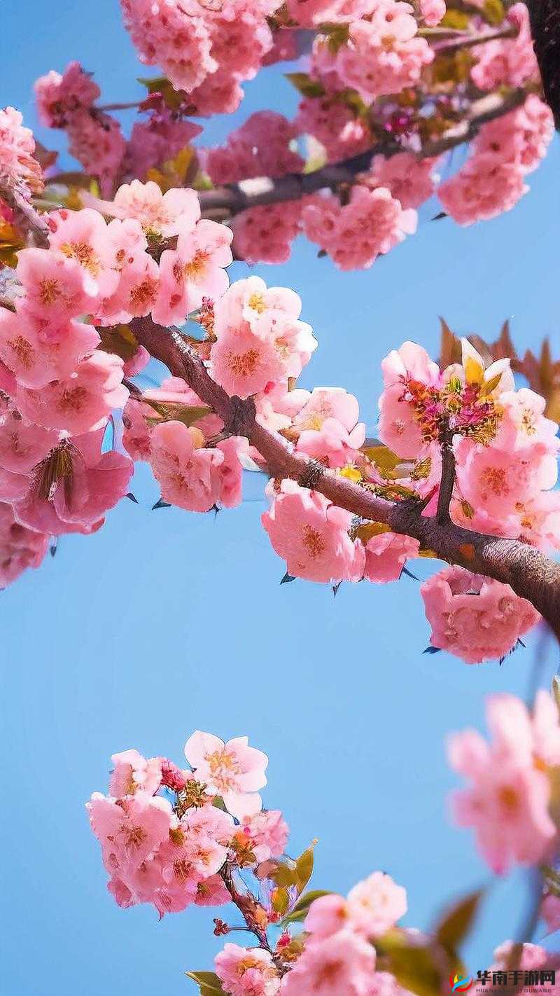 樱花视频高清播放在线观看:感受浪漫之美