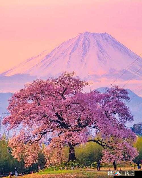 日本一卡一卡二新区乱码仙踪林网：神秘而迷人的在线世界