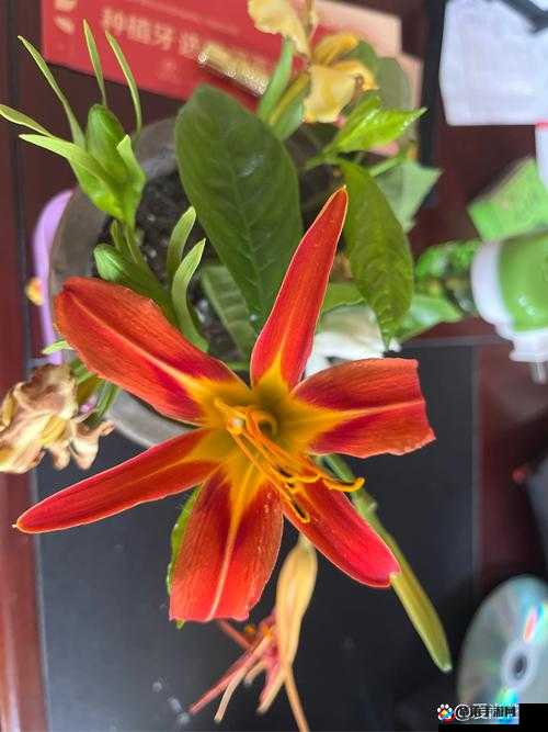 仙林踪幼幼另类：全新视角探秘