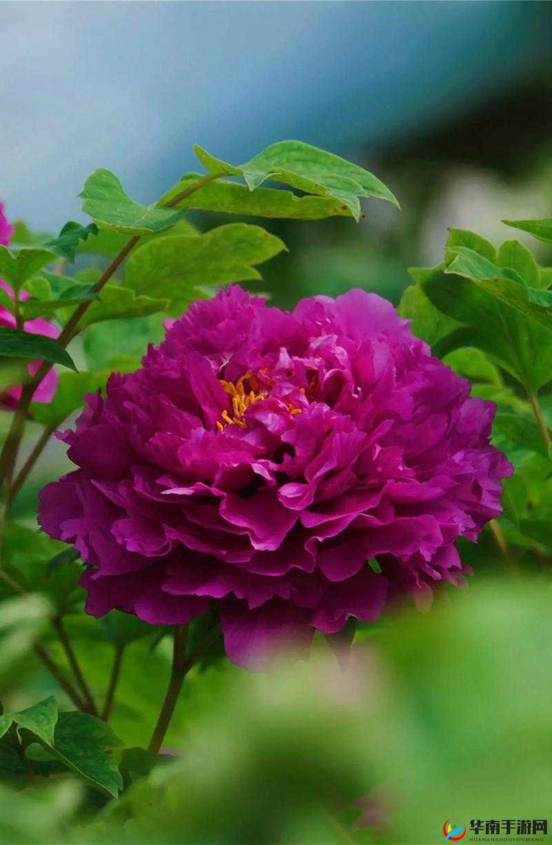 国色天香：绽放的绝世之美 国色天香