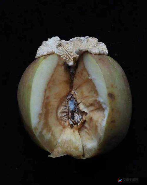 17c 独家爆料黑料蘑菇：震惊你的眼球