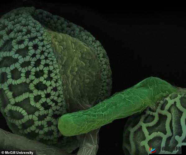 极品空姐啪啪啪：揭秘空乘人员的私密生活