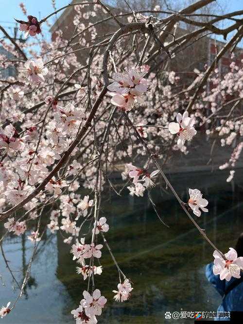 桃花色导航：优质资源，轻松畅享