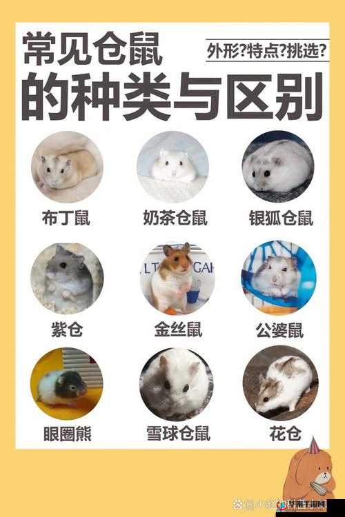 大巧娘和吉庆第 22 回的区别：深度剖析