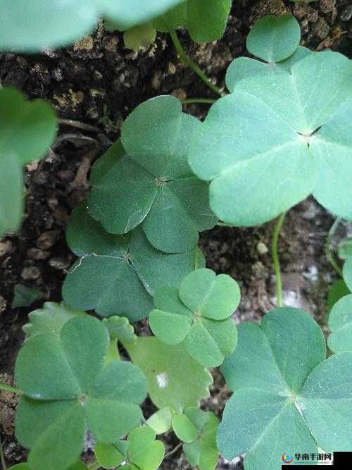 三叶草 gy4425 ：独特的植物品种