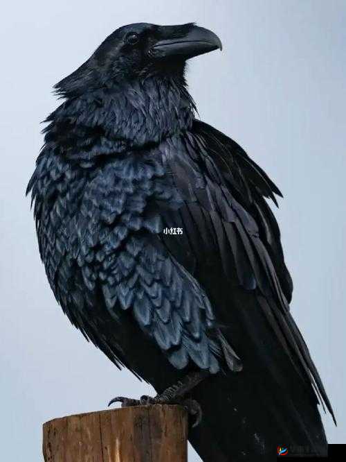 探究代号生机中神秘的渡鸦究竟是什么