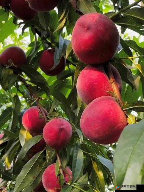 红桃精品国产精品：优质商品推荐