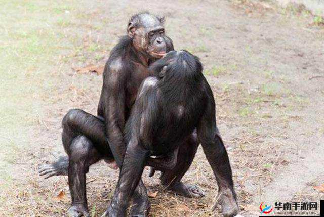 撒尿 BBWBBWBBW 毛黑的奇特经历