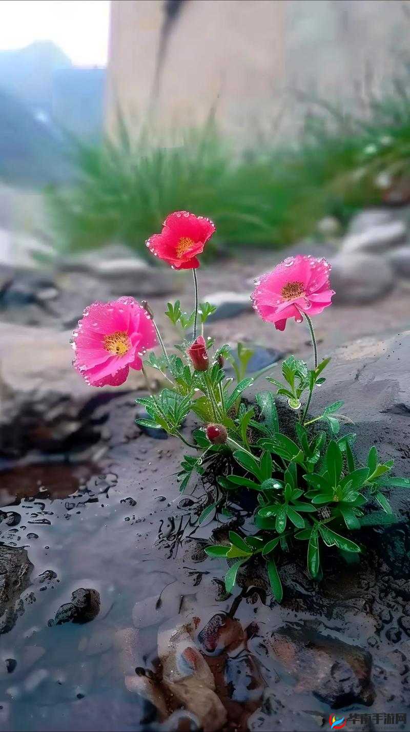 野花在线观看免费观看高清中文：邂逅自然之美