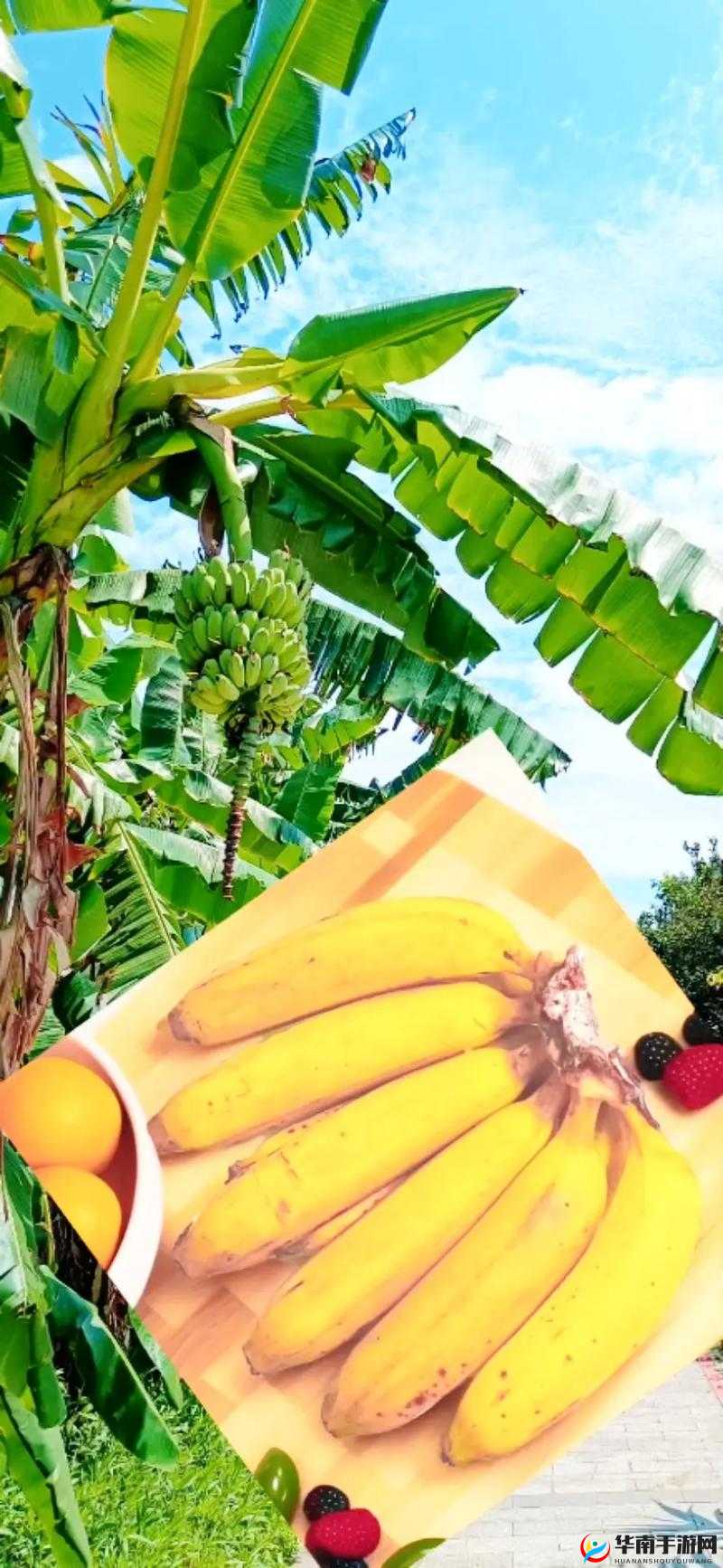 911 香蕉的独特魅力