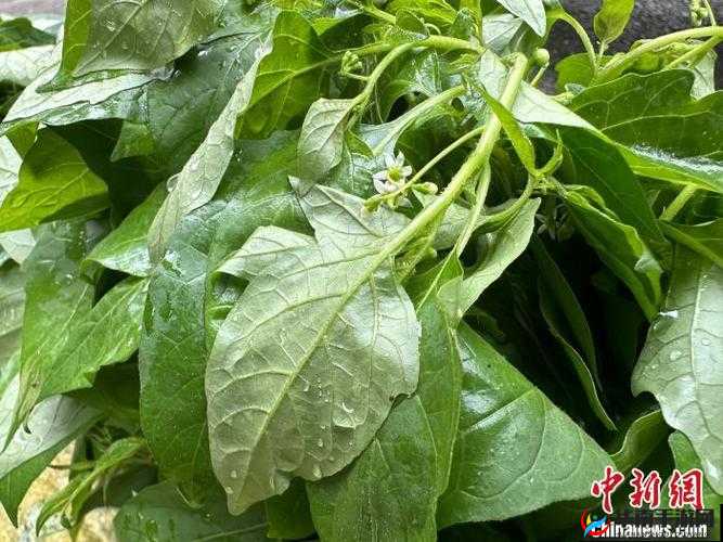 绿色地狱中的宝藏：蔊菜食用效果全解析