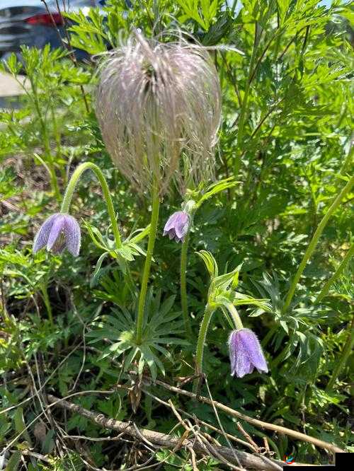 野花大全日本免费观看资源畅享