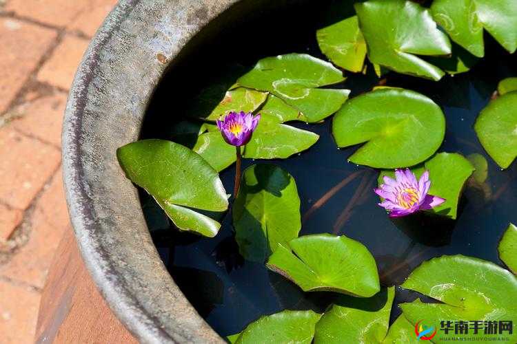 我的世界：睡莲怎么刷？刷睡莲方法攻略