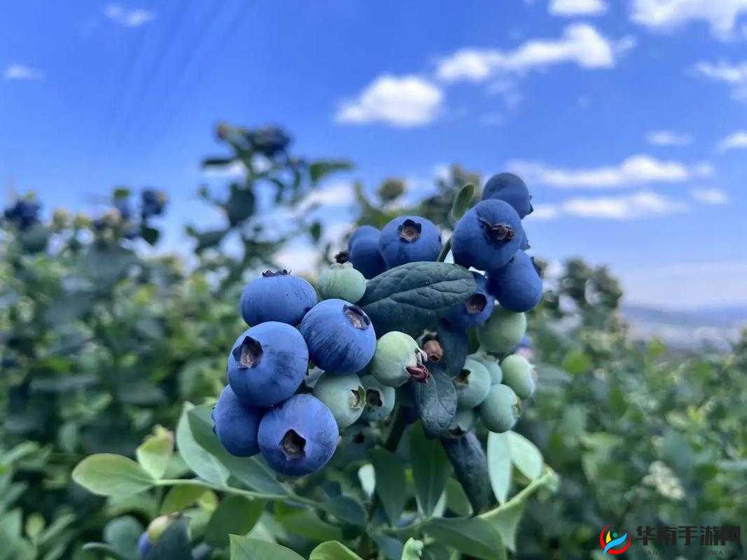 啊~你TM别舔了蓝莓:这一幕太惊人