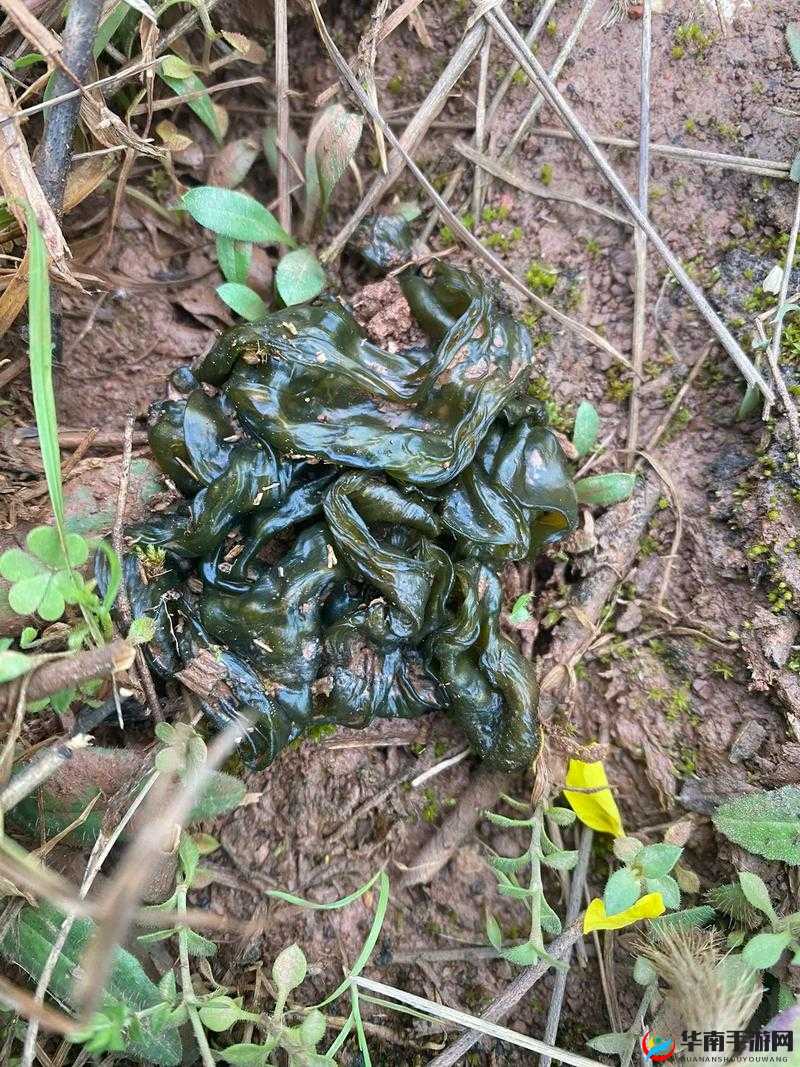 小孩半夜喂姐姐吃钢筋蘑菇？专家：这种行为很危险