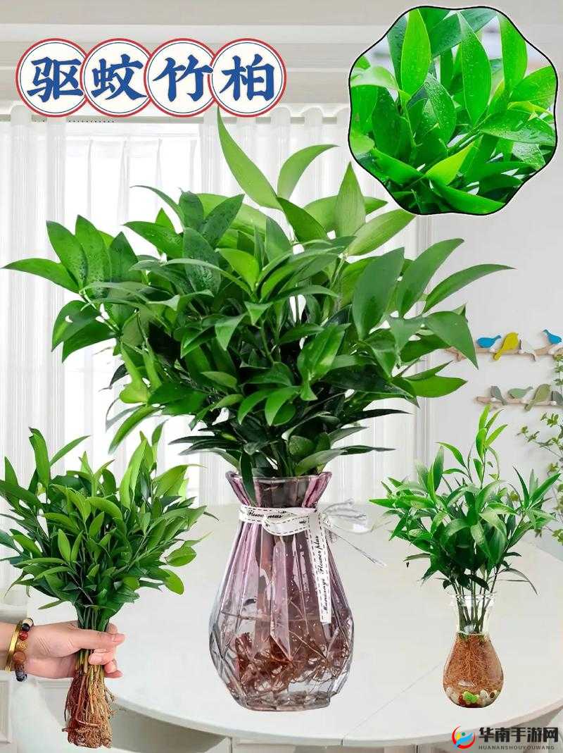 绿巨人樱桃荔枝青青草：神奇的植物组合功效