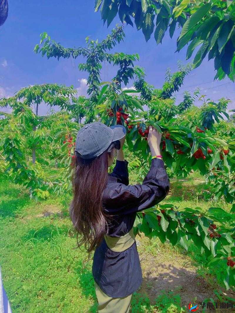 樱桃视频免费播放在线观看畅享精彩无需等待