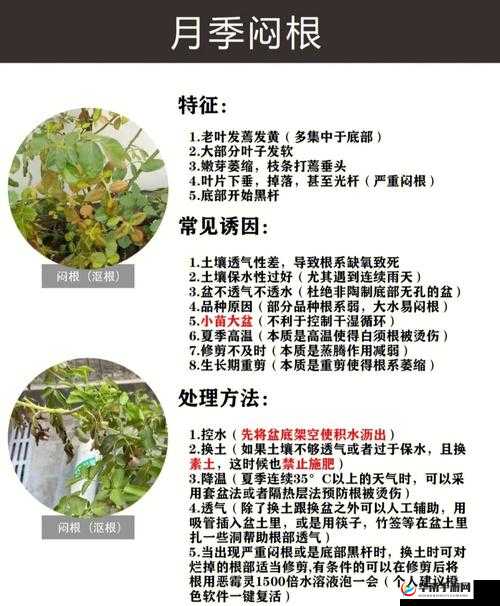 缺氧环境下无肥种植作物的方法与技巧探索