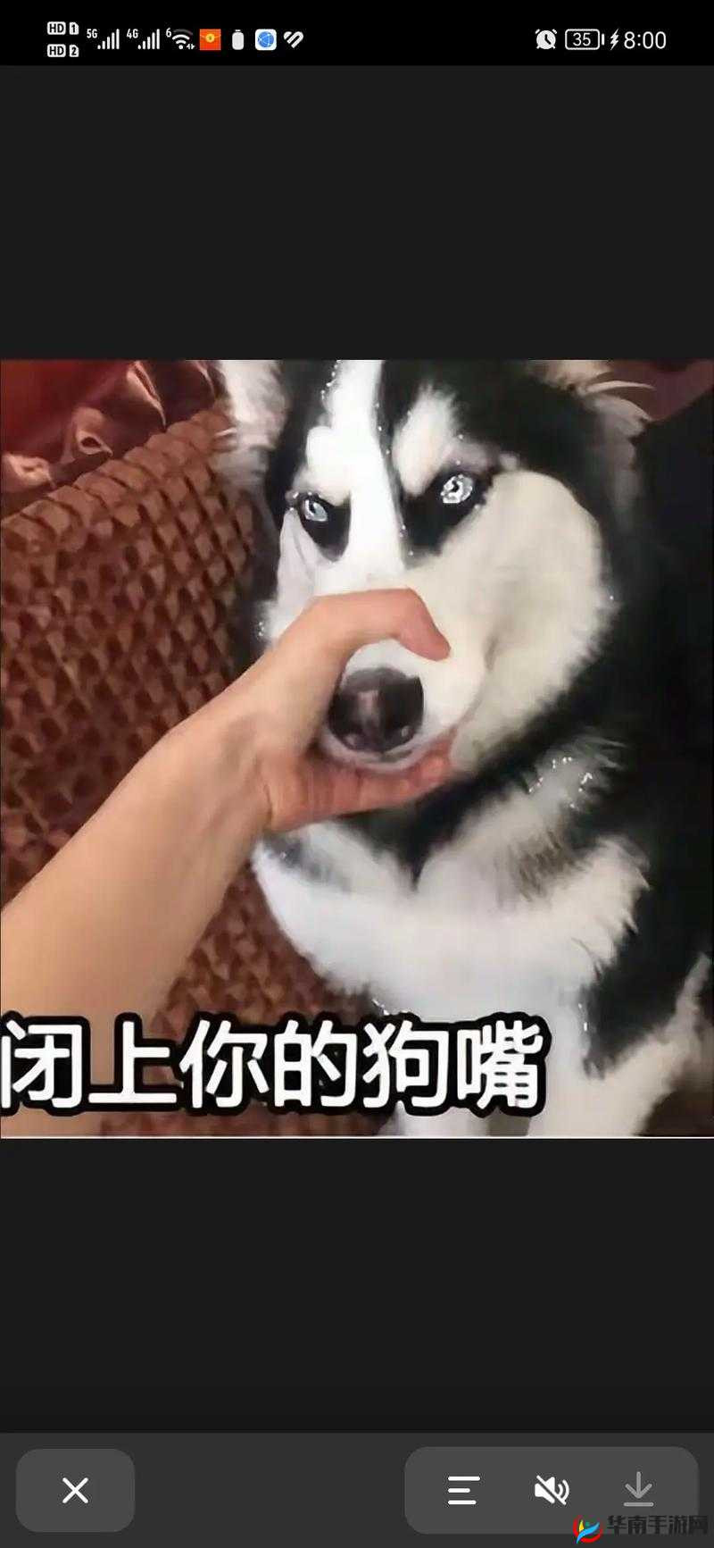 人狗 ZOOM 欢迎你:一场独特的迎接仪式