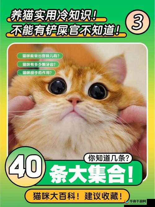 猫咪公寓 2 中如何选出理想亲家 全面实用的猫咪亲家选择指南