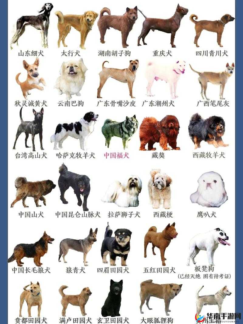 K9 调狗的任务:探索犬类训练的新领域