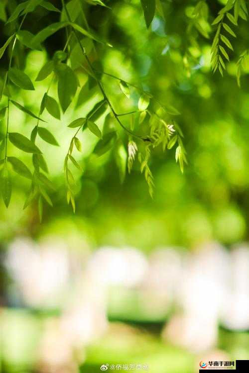 永久免费 181818 未满软件:纯净无广告,畅享绿色体验