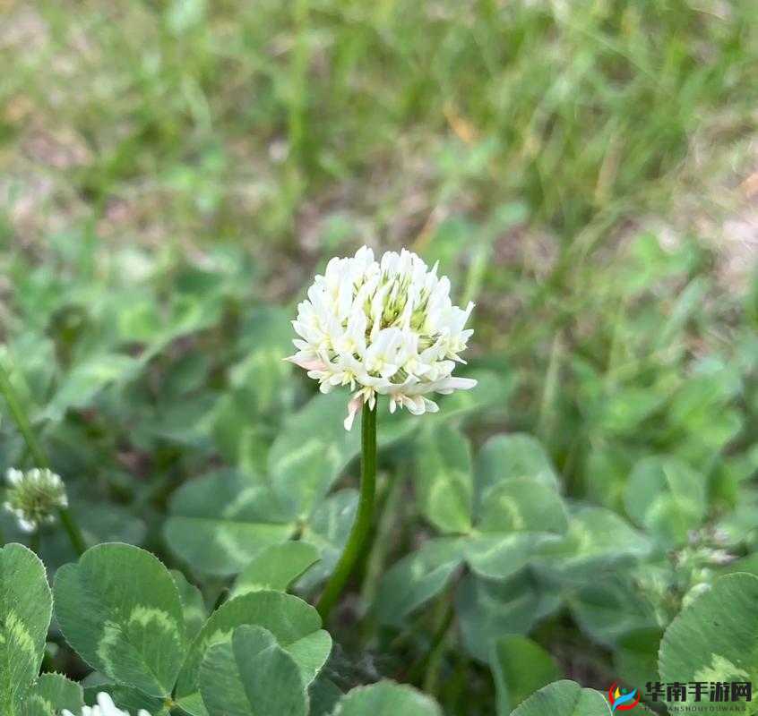 三叶草的春天：繁花绽放的季节
