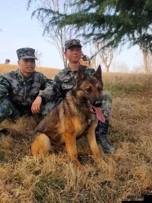 张警犬三部曲在哪里：相关探讨